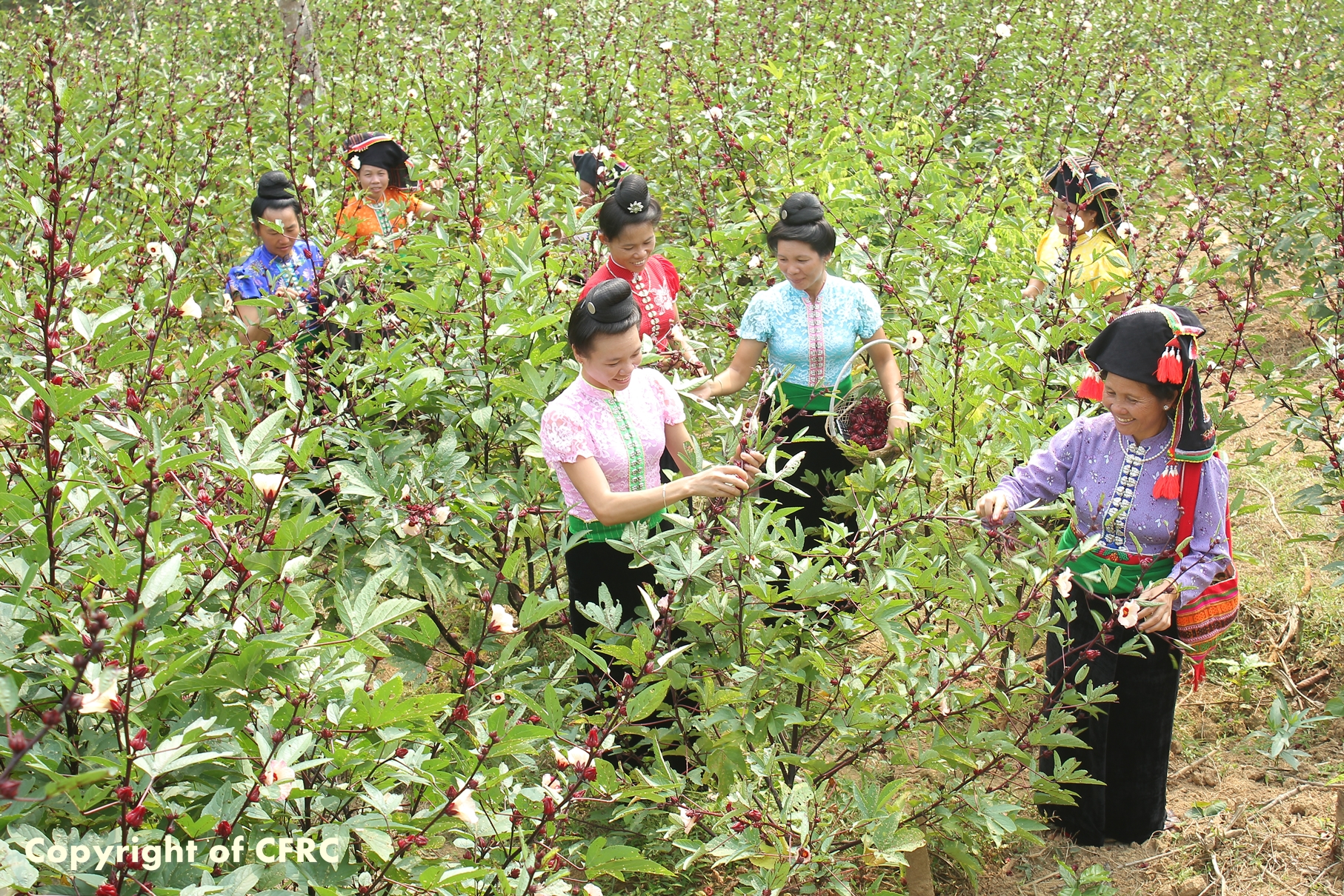 Hibiscus: new product - new development in Tuan Giao (Dien Bien)